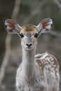 Graceful Young Kudu Standing in African Bush Royalty Free Stock Photo