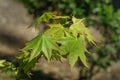 Graceful young leaves of maple Acer mono. Delicate maple twig on blurred beige background. Royalty Free Stock Photo