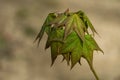 Graceful young leaves of maple Acer mono. Delicate maple twig on blurred beige background. Spring nature concept Royalty Free Stock Photo