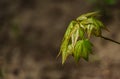 Graceful young leaves of maple Acer mono. Delicate maple twig on blurred beige background. Spring nature concept