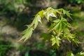 Graceful young leaves of maple Acer mono. Delicate maple twig on blurred beige background. Spring nature concept