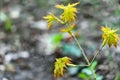 Graceful young leaves of maple Acer mono natural background of the forest or natural garden