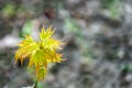 Graceful young leaves of maple Acer mono natural background of the forest or natural garden