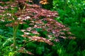 Graceful young red leaves of Japanese Maple, Acer palmatum Atropurpureum tree with purple leaves Royalty Free Stock Photo