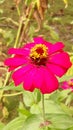 The graceful Zinnia elegans, commonly known as the Zinnia flower.
