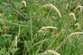 The gracefull infloresence of Reed Canary Grass aginst a blurred brush background in the fall. Royalty Free Stock Photo