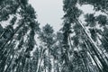 Gracefull pine trees in a forest. Nature background Royalty Free Stock Photo