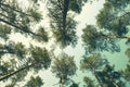Gracefull pine trees in a forest. Nature background Royalty Free Stock Photo