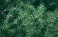 Gracefull pine trees in a forest. Nature background Royalty Free Stock Photo