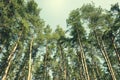 Gracefull pine trees in a forest. Nature background Royalty Free Stock Photo