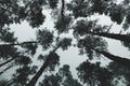 Gracefull pine trees in a forest. Nature background Royalty Free Stock Photo