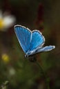 Gracefully fluttering through the air, a tiny blue butterfly dances with ethereal beauty, adding a vivid splash of color to the