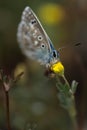 Gracefully fluttering through the air, a tiny blue butterfly dances with ethereal beauty, adding a vivid splash of color to the