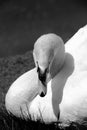 Beautiful Swam with its head pointing down- in Black & white