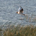 Gracil Black Headed Gull in fligt