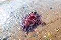 Gracilaria red Algae, Rhodophyta, Baltic Sea Denmark