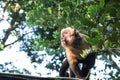 Gracile capuchin monkey. Bolivia Royalty Free Stock Photo