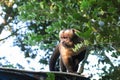 Gracile capuchin monkey. Bolivia Royalty Free Stock Photo