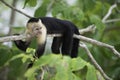 Gracile Capuchin Monkey Royalty Free Stock Photo