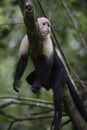 Gracile Capuchin Monkey Royalty Free Stock Photo