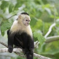 Gracile Capuchin Monkey, Wildlife in Central America. Royalty Free Stock Photo