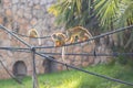 Gracile capuchin monkeys climb ropes in the warm summer sun