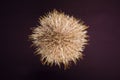 Gracilechinus acutus is a species of sea urchin in the family Echinidae, commonly known as the white sea urchin