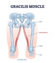 Gracilis muscle as superficial muscular system in leg and hip outline diagram Royalty Free Stock Photo