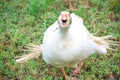 Graciosa y curiosa imagen de gansos blancos corriendo y defendiendo su honor y praderas