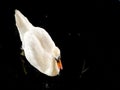 White swan in black lake water