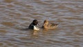 The Graciousness of the Northern Pintail Duck