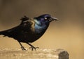 Grackle Shows Its Iridescent Colors