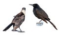 Grackle Royalty Free Stock Photo