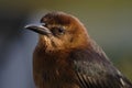 Grackle Royalty Free Stock Photo