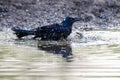 Grackle Bath Royalty Free Stock Photo