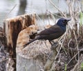 Grackle bird getting ready to take a bath Royalty Free Stock Photo
