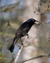 Grackle Photo Stock. Perched with a blur background in the forest displaying open beak, body, blue mauve feather plumage, head,
