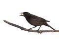 Grackle holds a piece of corn in its beak Royalty Free Stock Photo