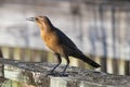 Grackle in Natural Habitat: Female Boat Tailed in Detailed View Royalty Free Stock Photo