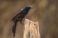 Grackle perched on a post in Spring warmth