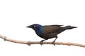 Grackle prepares of flight