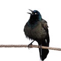 Grackle screeches while perched on a branch Royalty Free Stock Photo