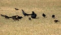 Grackles Royalty Free Stock Photo