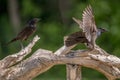 Grackles disagreeing with one taking flight