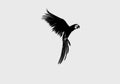 Gracula logo design. Bird logo design concept