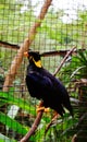 Gracula religiosa or myna bird Royalty Free Stock Photo