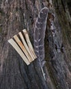 Grade A barred turkey smudging feather and Peruvian Palo Santo holy wood incense sticks on fibrous tree bark in forest