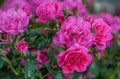 Grade heidetraum bush of flowering pink roses