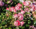 Grade schÃÂ¶ne koblenzerin rose a cluster of small buds and flowers