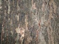 Gradient brown rough wood background